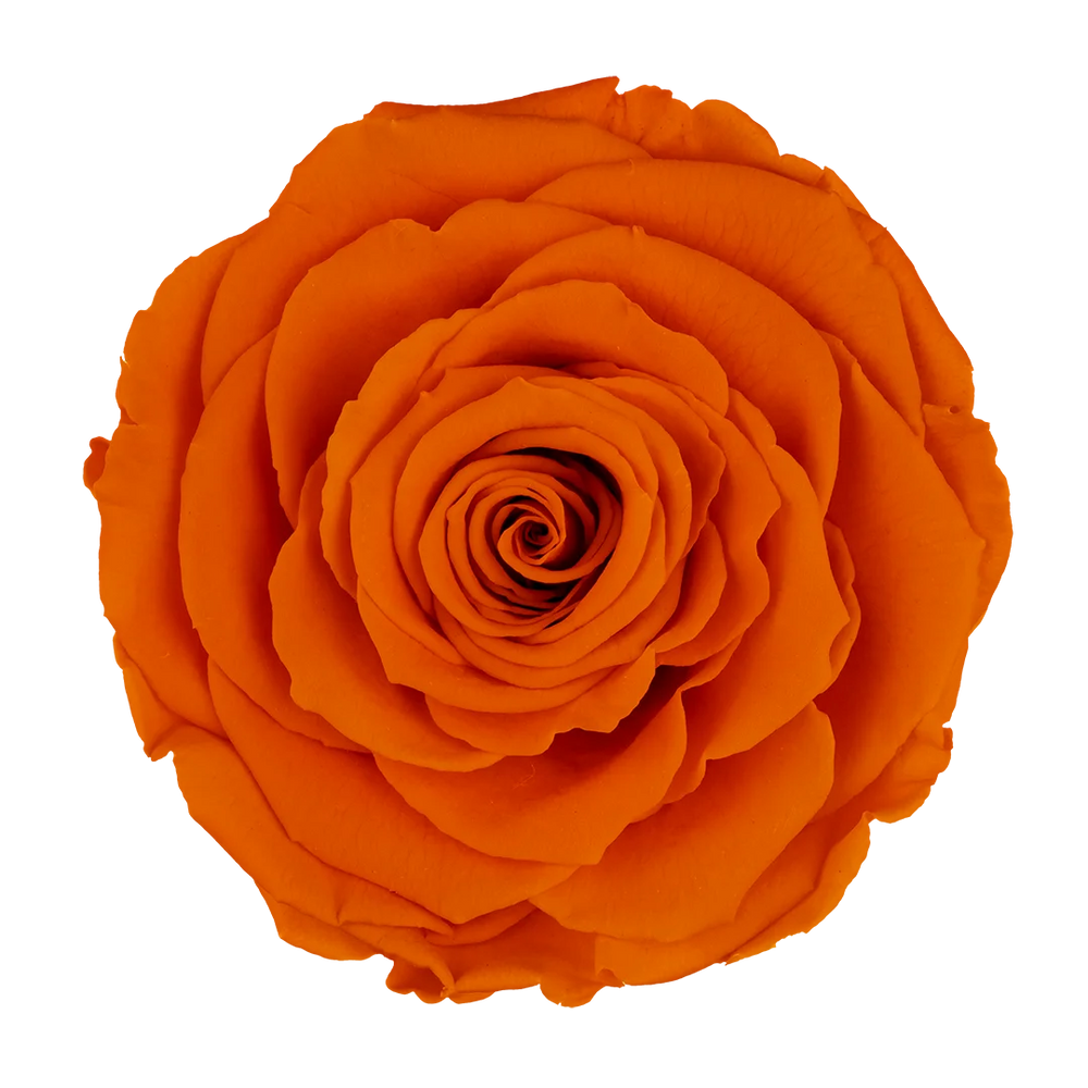 Suede Rose Bouquet Box (FREE Gift Box)