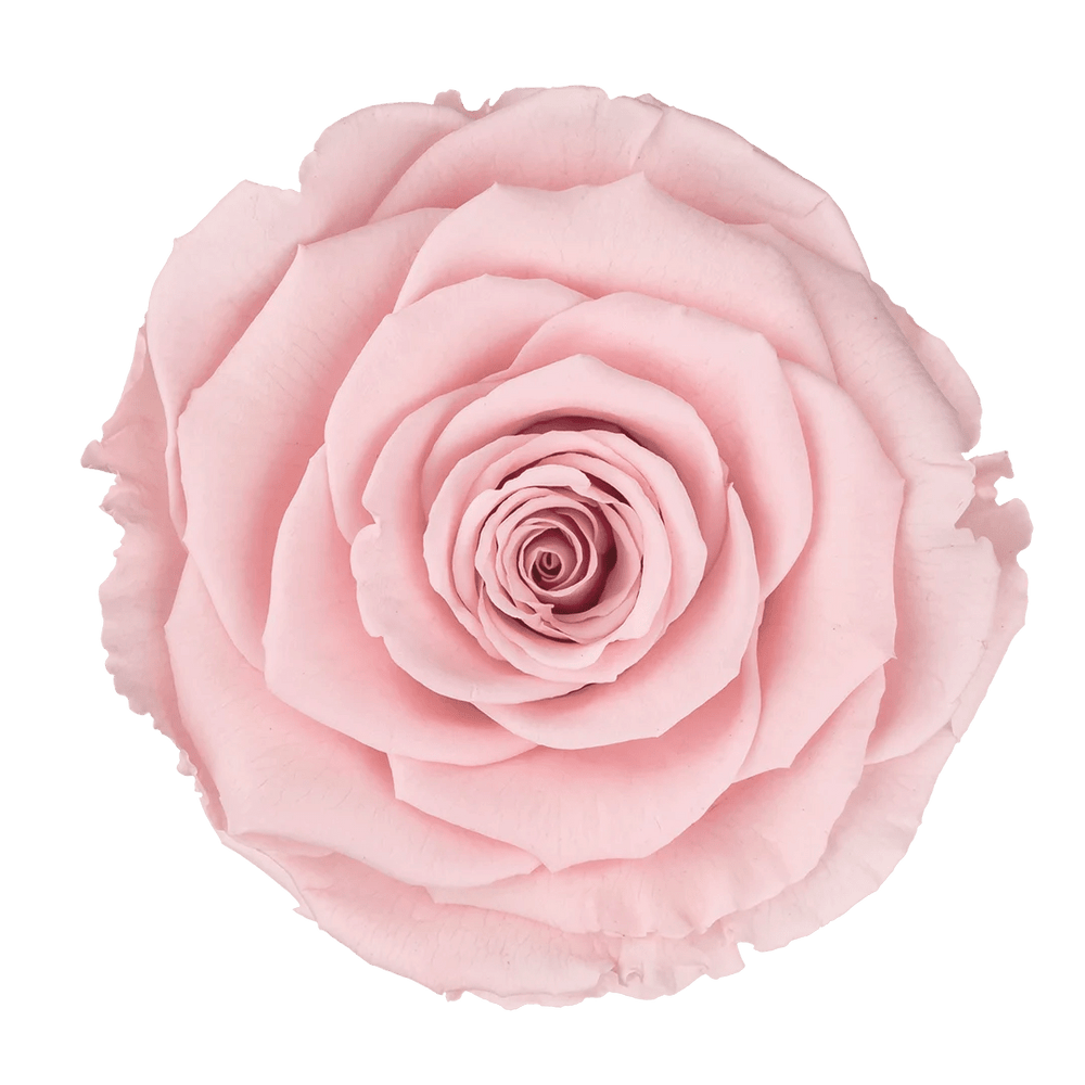 Forever Rose Box - Grand - Forever Fleurs