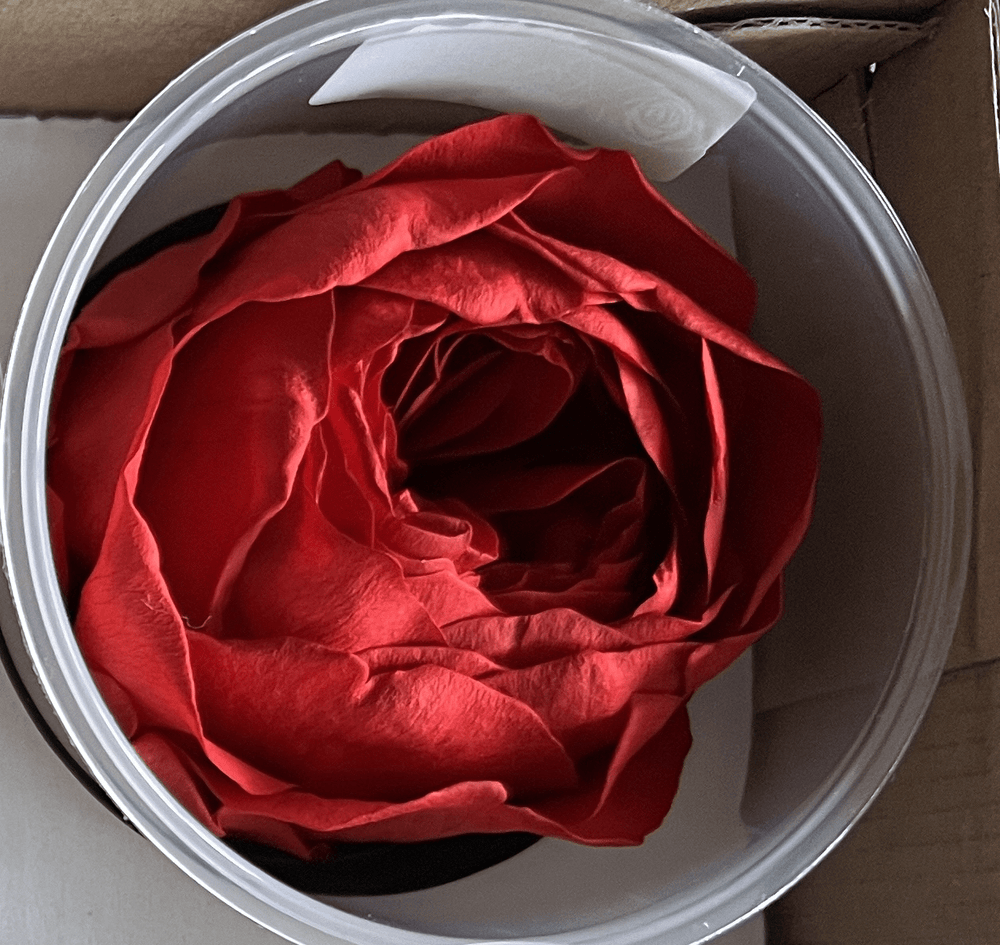 Peony Perfection Gold Box - Grand - Forever Fleurs