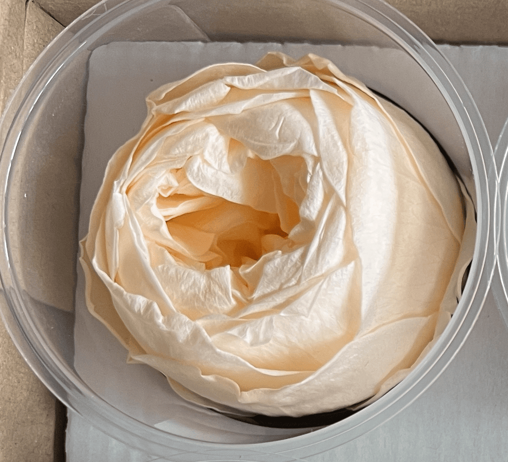 Peony Perfection Gold Box - Luxe - Forever Fleurs