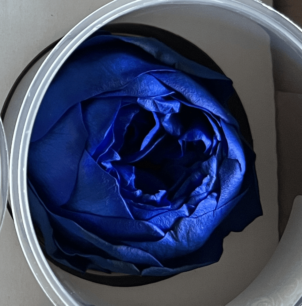 Peony Perfection Gold Box - Luxe - Forever Fleurs