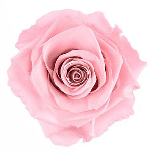 Forever Pink Rose Box - Grand - Forever Fleurs