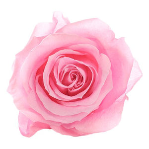 Forever Rose Box - Medium - Forever Fleurs