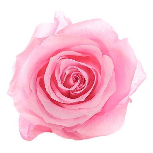 Forever Rose Box - Small | luxury bespoke rose gift boxes