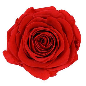 NEW Everlasting Suede Rose Box - Forever Fleurs