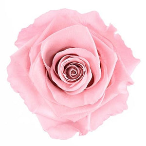 NEW Everlasting Suede Rose Box - Forever Fleurs