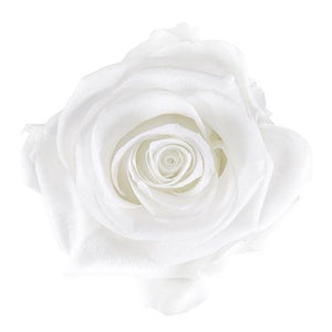 Single Acrylic Rose Box (FREE GIFT BOX!) - Forever Fleurs